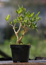 Prebonsai Melograno  (72)