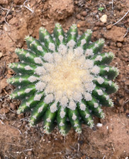 ECHINOCACTUS GRUSONII INERMIS - PIANTA DA GIARDINO - DIAM 12 CM