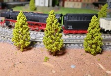 20 Abeti Verde Scuro, Alberi A