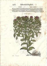 Stampa antica MATTIOLI