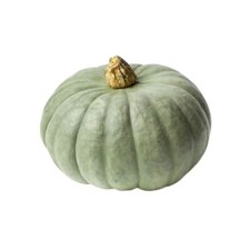 5+ SEMI DI ZUCCA MANTOVANA DA