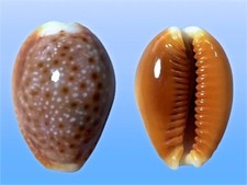 Cypraea helvola bellatrix, Nuku Hiva, Marquesas, 24,6 mm, HUGE, BEAUTIFUL