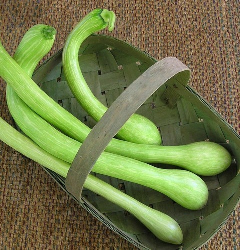 Zucchine trombetta albenga - trombetta, d'