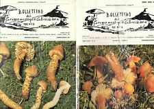 BOLLETTINO DEL GRUPPO