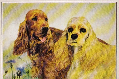 Cartolina cocker spaniel - spaniel, &