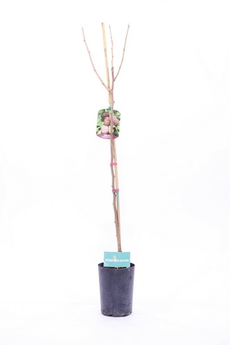 Pianta gelso gelsi albero - di, o