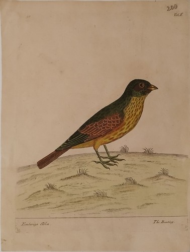 Antica incisione del 1700 - antica,