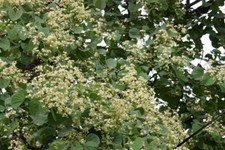 5 SEMI DI BAUHINIA RETUSA