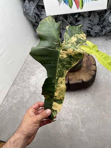 Philodendron florida beauty - florida,