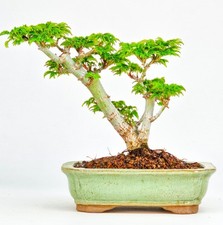 Bonsai di Acero Testa di Leone