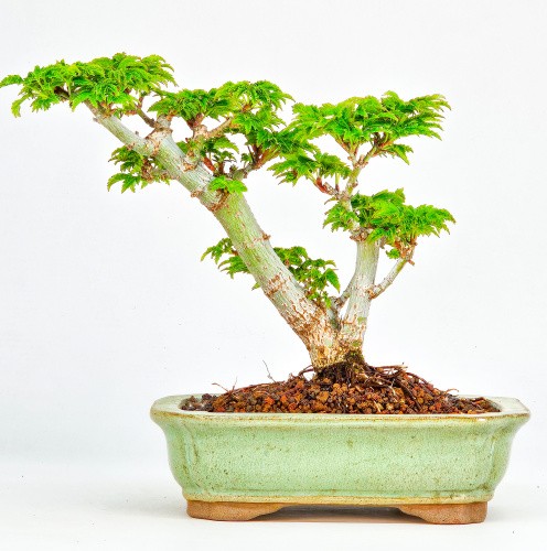 Bonsai acero testa leone - bonsai,
