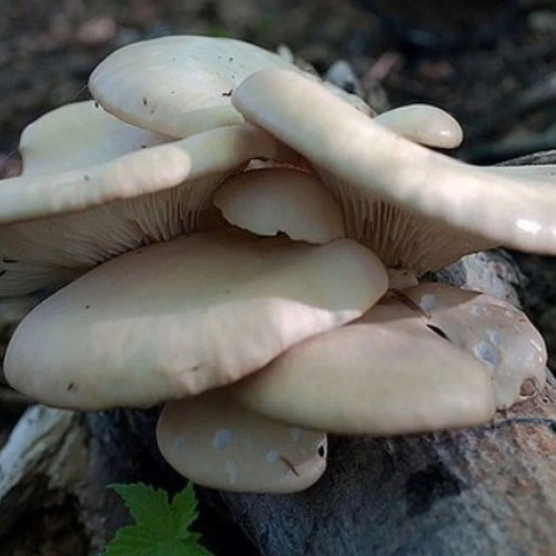 Pleurotus cystidiosus white - pleurotus,