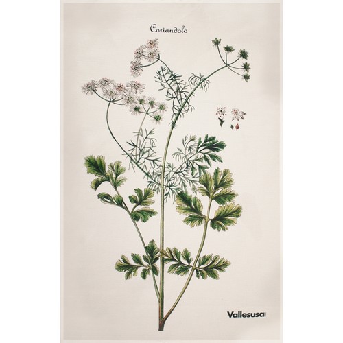 Canovaccio cucina vallesusa - da,