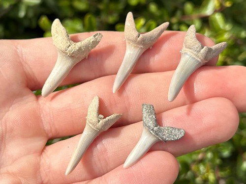 Denti squalo fossile - di,