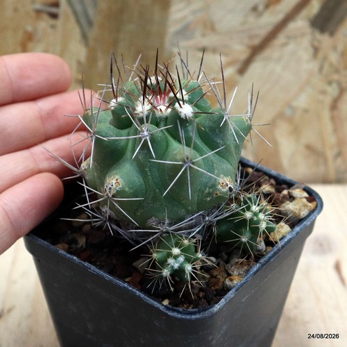 Thelocactus phymatothelos vaso - phymatothelos,