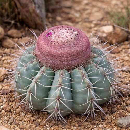 Melocactus grisoleoviridis