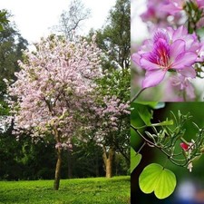Bauhimia variegata albero - variegata,