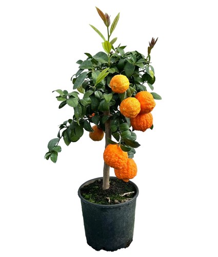 Lima rossa pursha albero - rossa, vaso