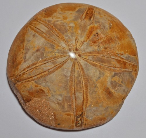 Polished pygurus fossil - pygurus,