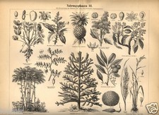 1893= PIANTE TROPICALI= Natura
