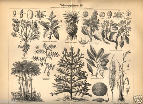 1893 stampa botanica - stampa,