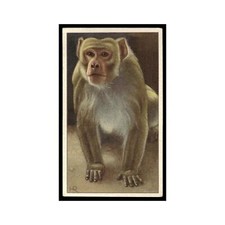 Apparenge rhesus 1940 - apparenge,