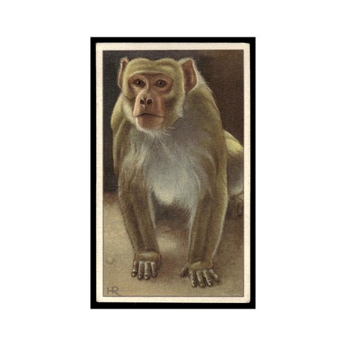 Apparenge rhesus 1940 - apparenge,