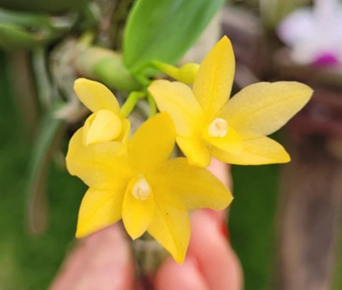 Specie orchidea sophronitis - specie,