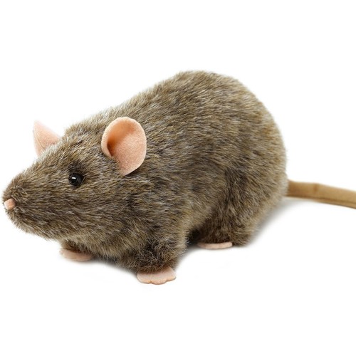 Reuben ratto peluche di - |,