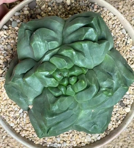 Coahuilense kikko - cm, "kikko"