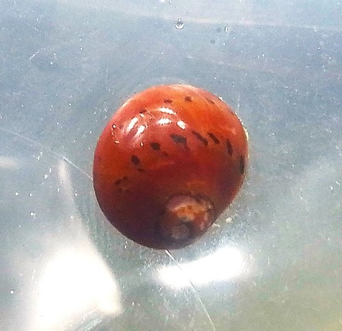Lumaca vittina neritina - lumaca, vittina/neritina