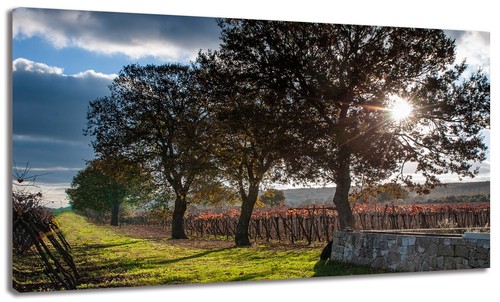 Quadro moderno paesaggio vigna - moderno,