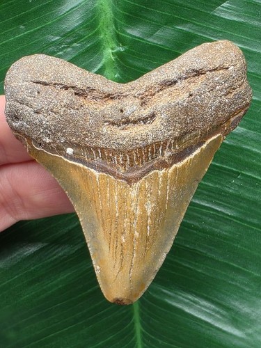 Dente marrone del - , megalodonte