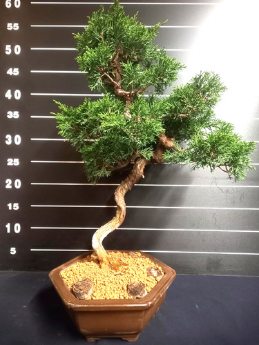 Bonsai ginepro itoigawa - bonsai, di