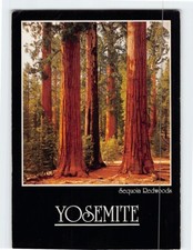 Cartolina Sequoia Redwoods