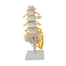 Modello della colonna