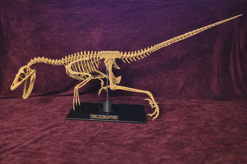 Scultura scheletro dinosauro