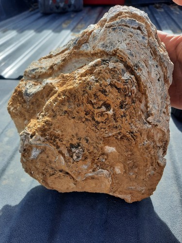 Utah stromatolite un - utah,