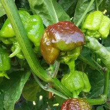 Peperoncini secchi:Carolina Reaper Chocolate 10 Frutti.Chiedi disponobilità