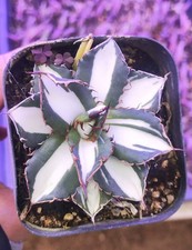 Vendita raro cactus agave