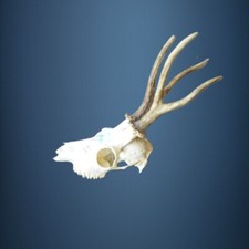 095CA Trofeo di capriolo 314g