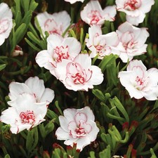 Oxalis bulbi di fiori cipolle