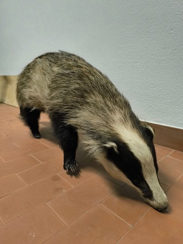 Tassidermia tasso
