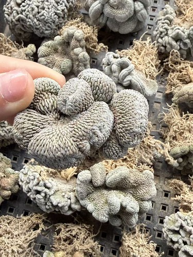 Pelecyphora aselliformis