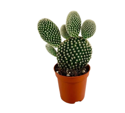 Opuntia microdasys albispina - opuntia,
