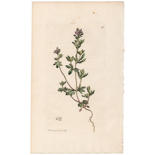 Antica botanica inglese 1790
