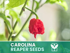 Peperoncino Carolina Reaper