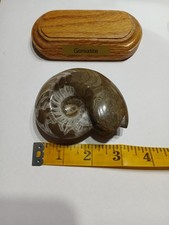 Genuine Goniatite