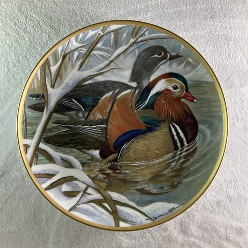 Mandarin duck acqua - duck,