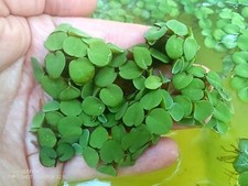 PIANTA VERA ACQUARIO POND